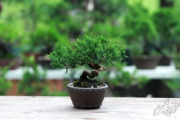 انواع بن سای